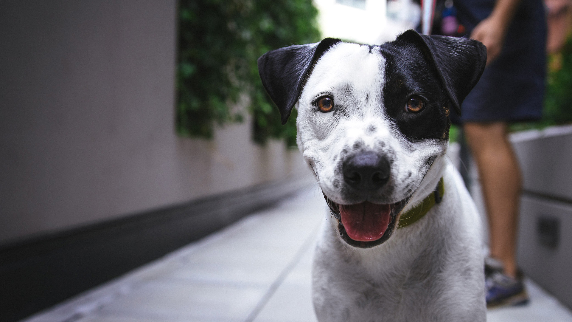 Exercícios para o seu Pet