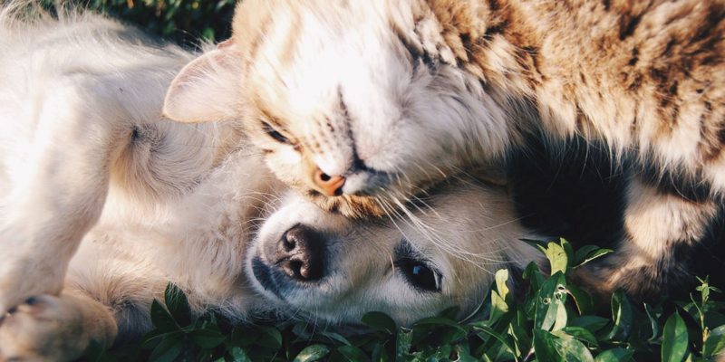 Pets também podem doar sangue?