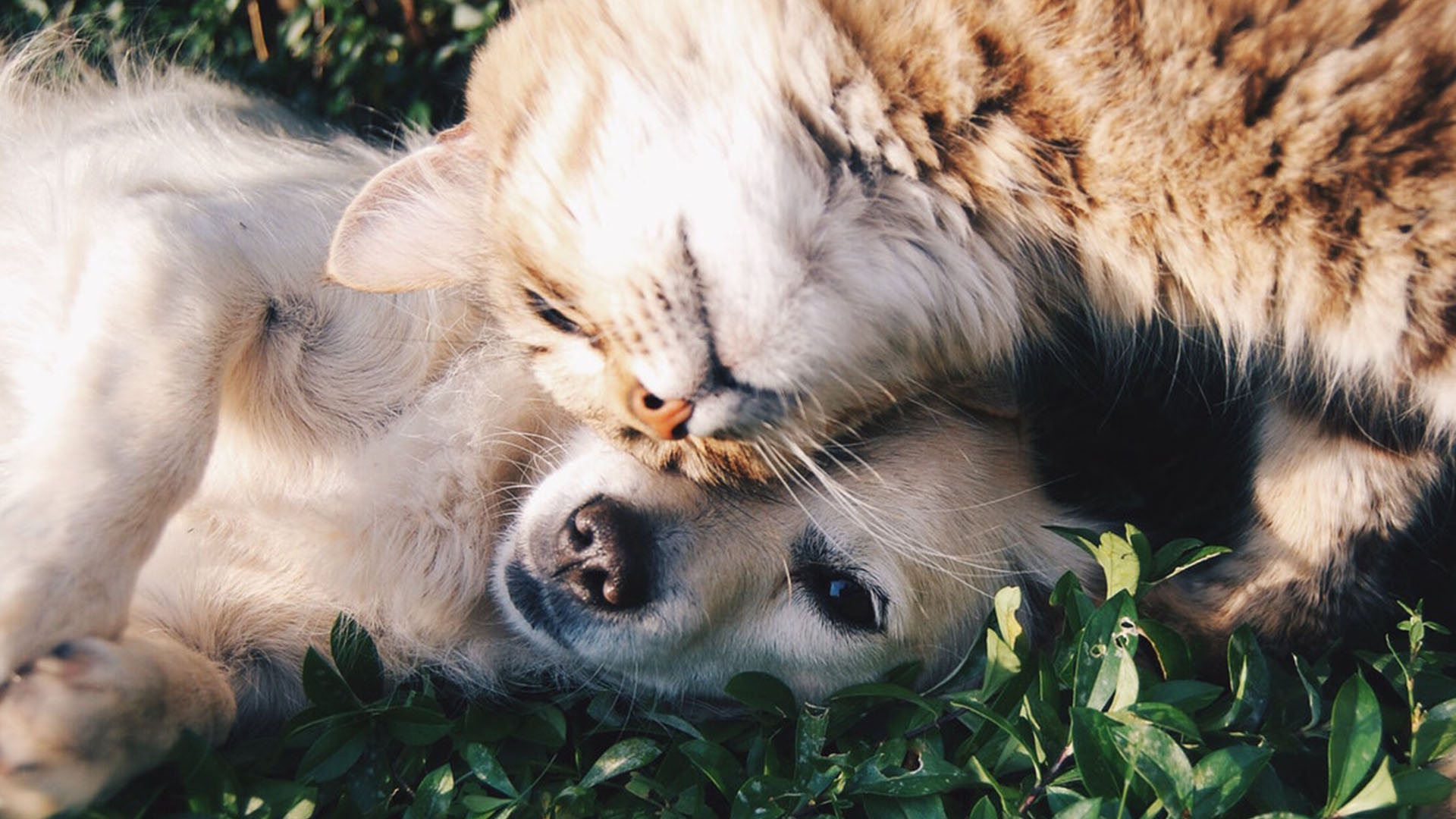 Pets também podem doar sangue?