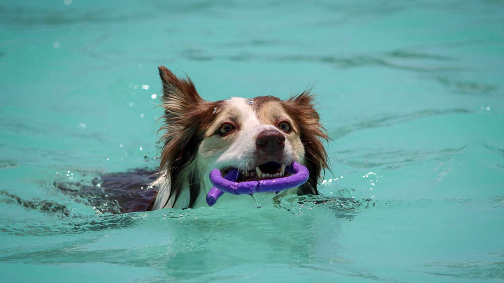 Benefícios da fisioterapia para Pets