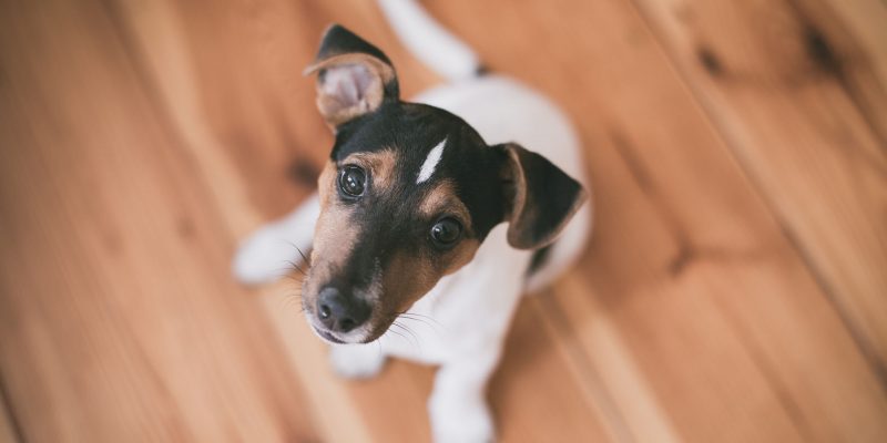 Cães e gatos trocam de dente?