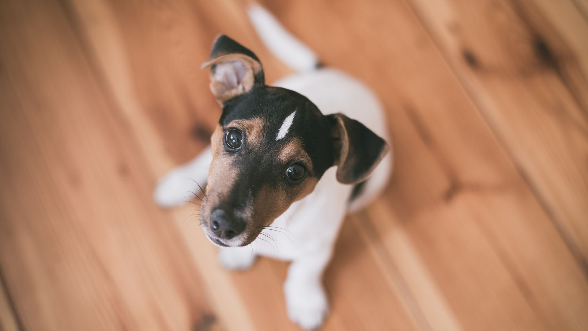 Cães e gatos trocam de dente?