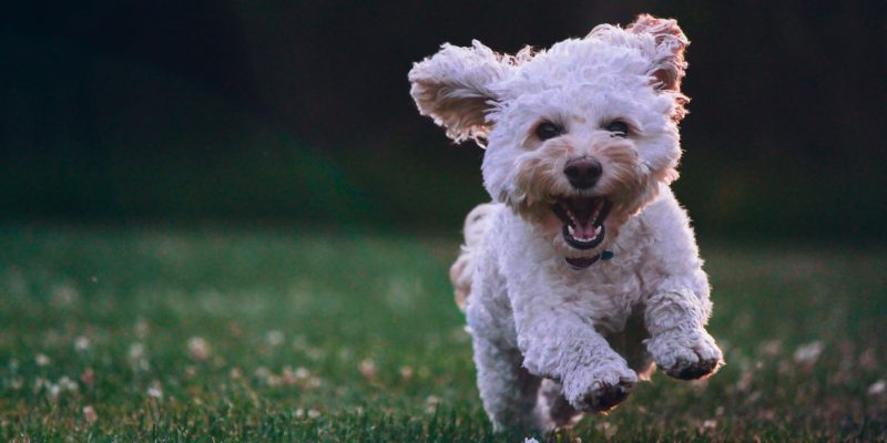 Pets também necessitam de aparelhos ortodônticos?