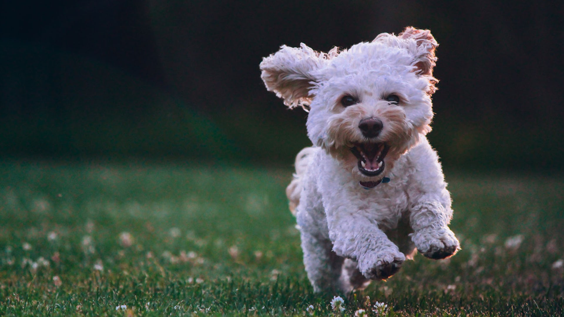 Pets também necessitam de aparelhos ortodônticos?