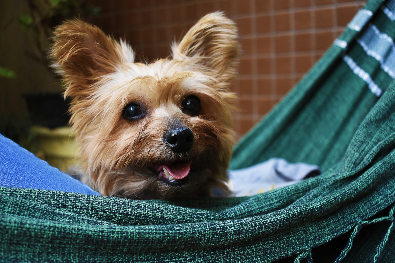 Doenças neurológicas em Pets: Diagnóstico e Tratamento