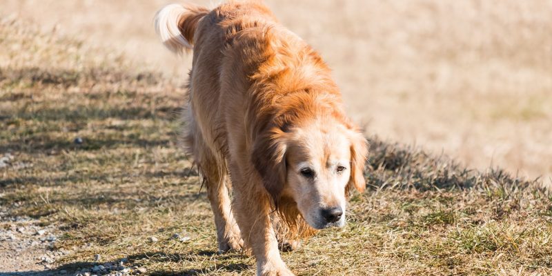 Infecção Urinária em Pets