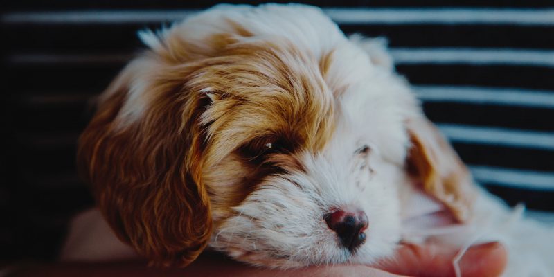 O que é doença valvar em cães?