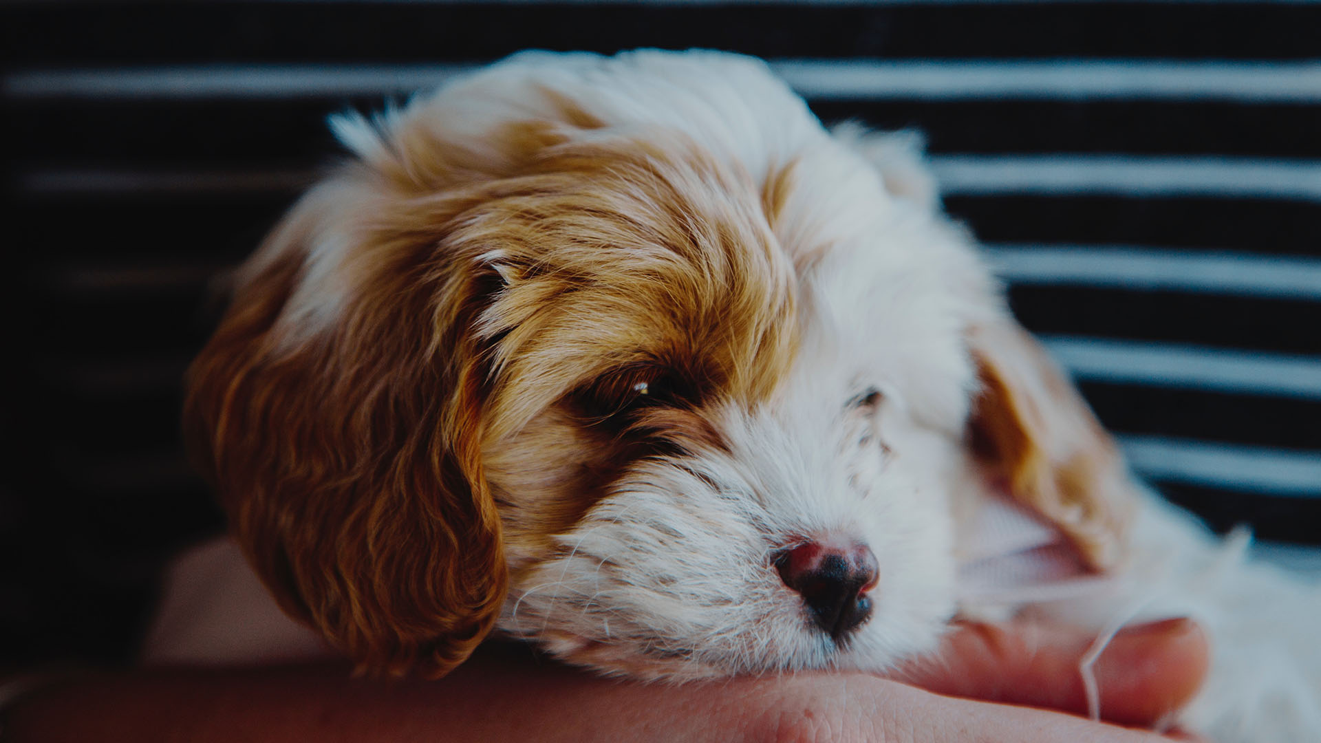 O que é doença valvar em cães?