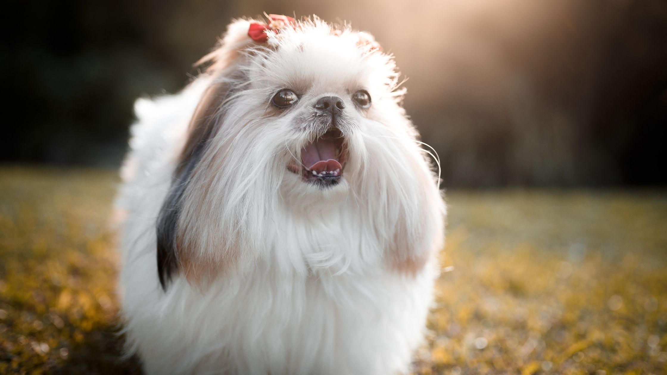 Hiperadrenocorticismo em cães