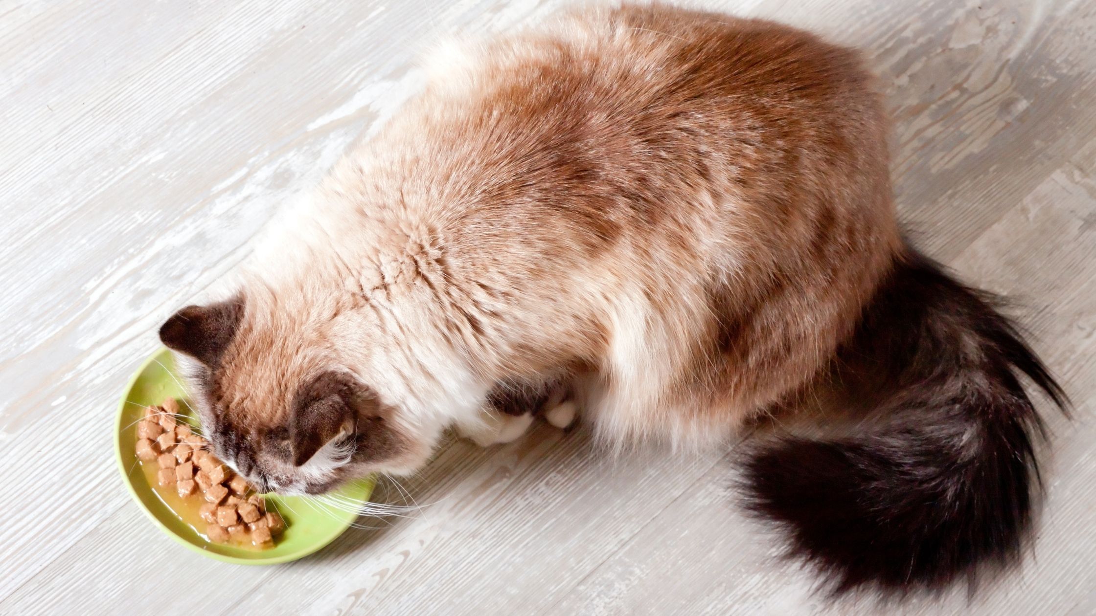 nutricionais dos gatos