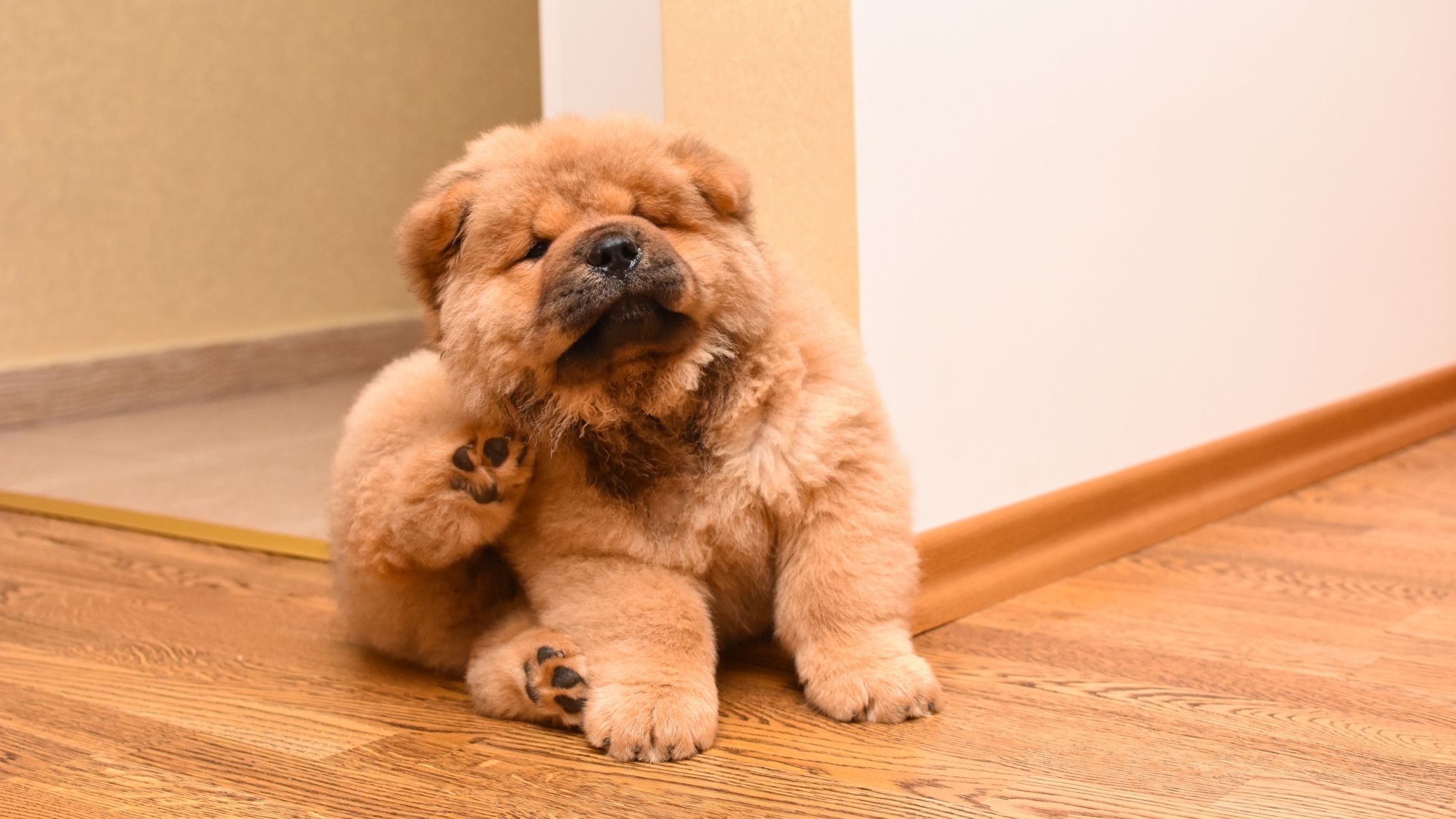 testes alérgicos em cães