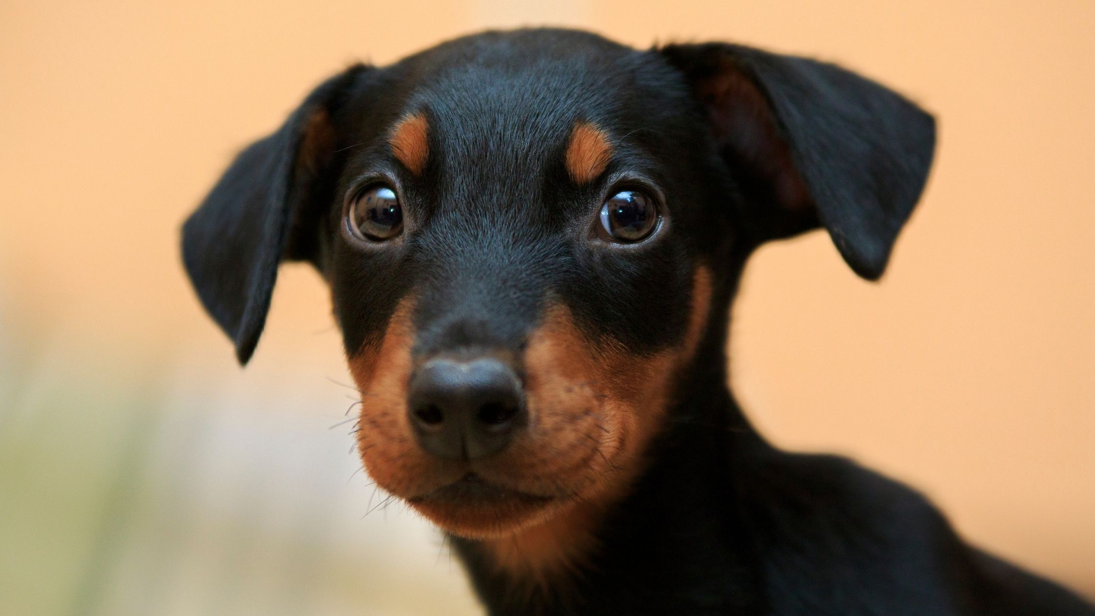 otite canina