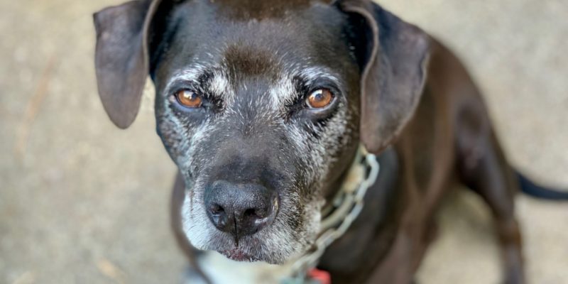 Glaucoma em cães